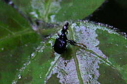 Image of Trachelophorus madegassus Voss 1929