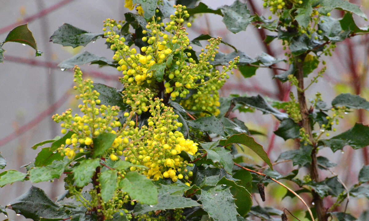 Plancia ëd Berberis aquifolium Pursh