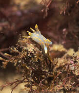 Plancia ëd Polycera quadrilineata (O. F. Müller 1776)