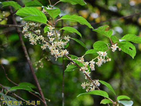 Imagem de Actinidia callosa var. discolor C. F. Liang