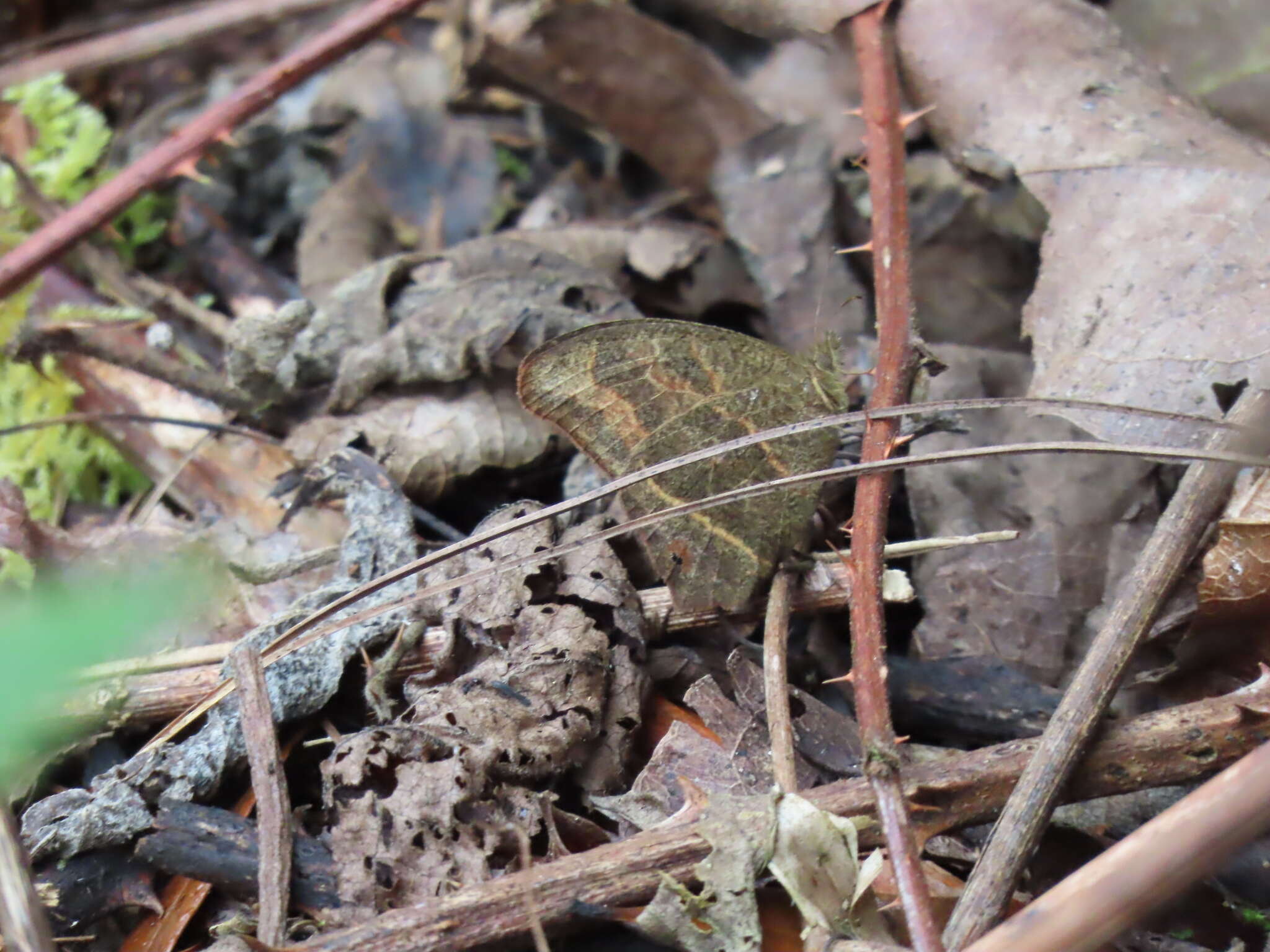 Image of <i>Cyllopsis hedemanni</i>