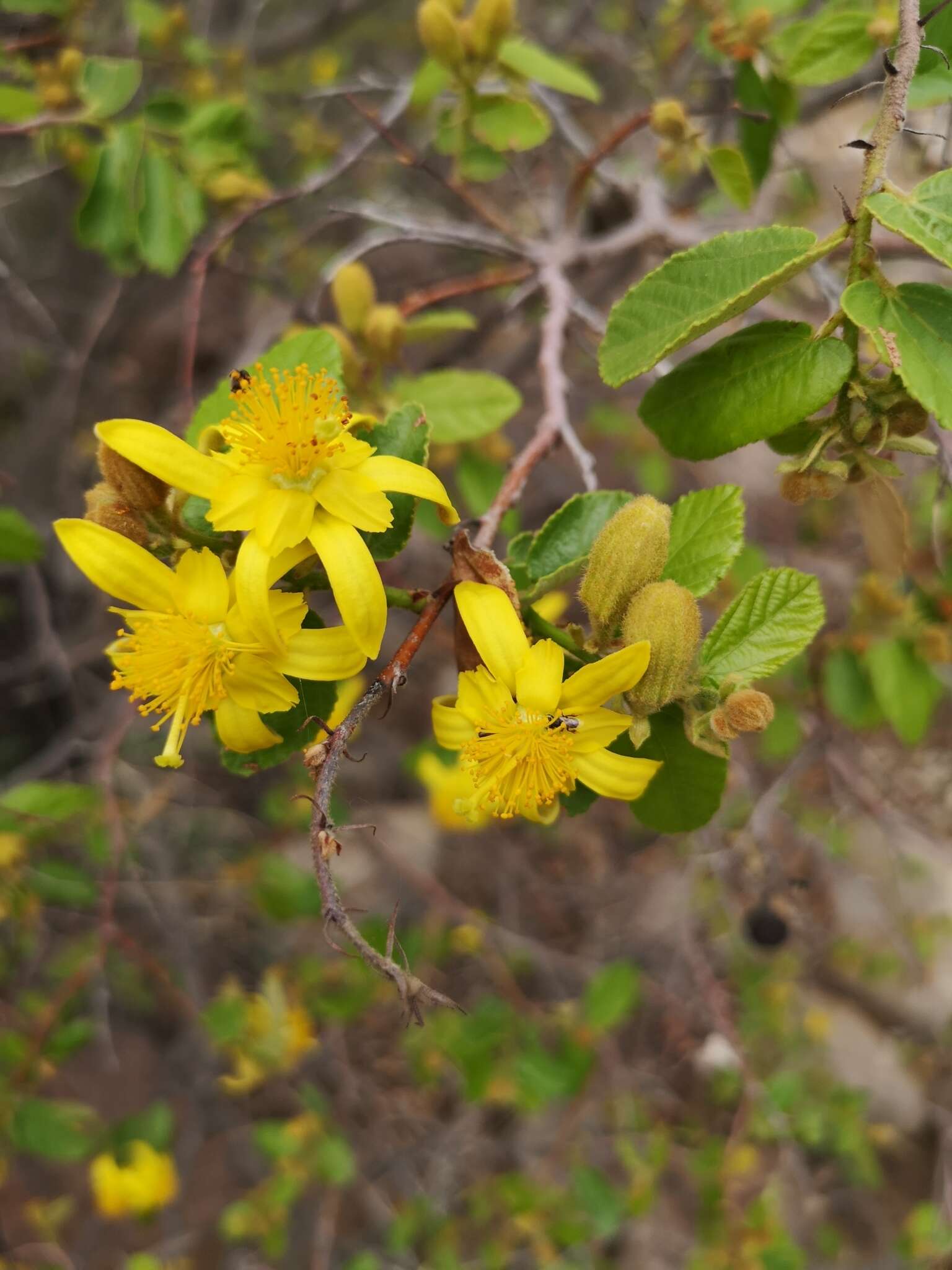 Image de Grewia hexamita Burret