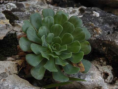 Image of Rosularia lineata (Boiss.) Berger