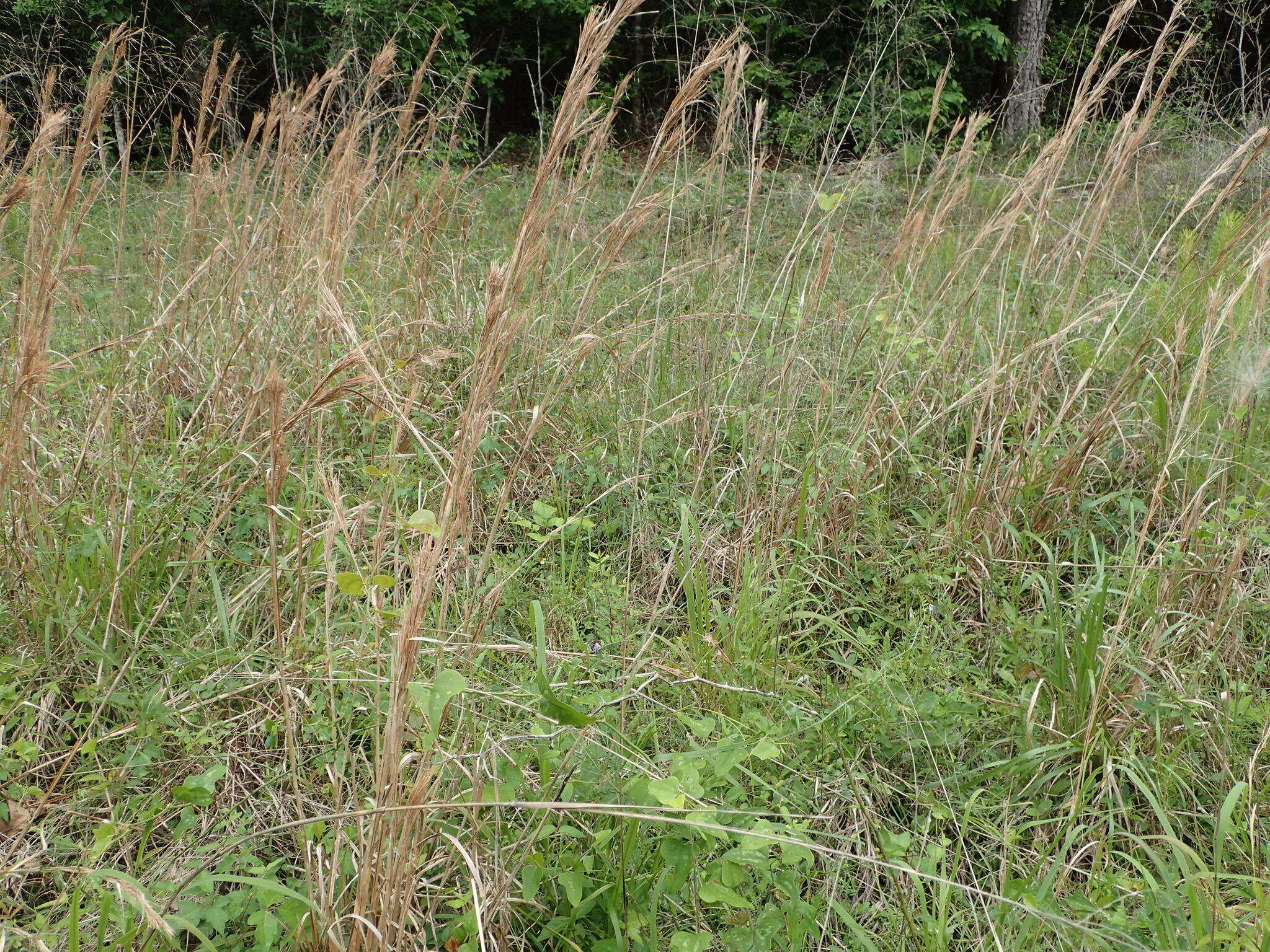 Image of Broomsedge Bluestem