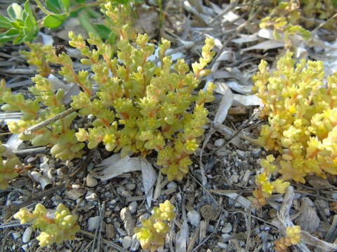 Imagem de Sedum litoreum Guss.