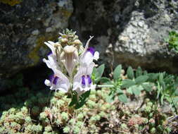 صورة Linaria verticillata subsp. anticaria (Boiss. & Reut.) L. Sáez & M. B. Crespo