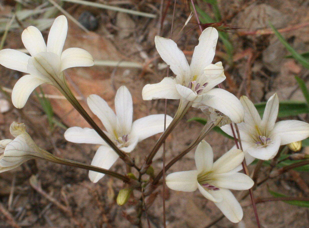 Image of Tritonia flabellifolia (D. Delaroche) G. J. Lewis