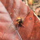 Image de Rhaucus papilionaceus (Simon 1879)