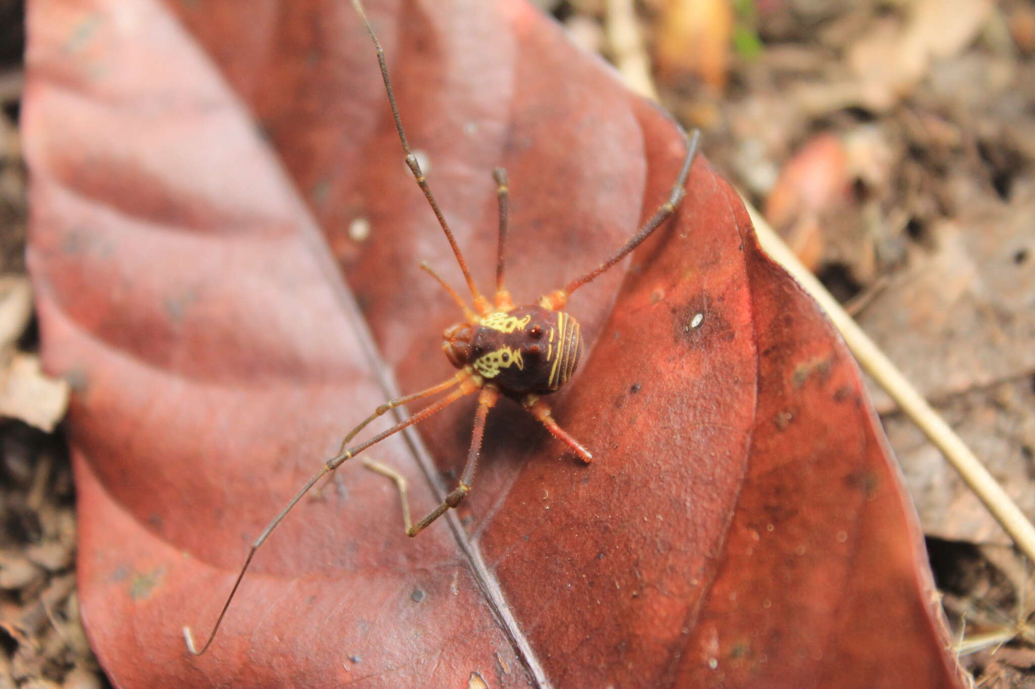 Sivun Rhaucus papilionaceus (Simon 1879) kuva