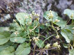 صورة Dioscorea humilis Bertero ex Colla