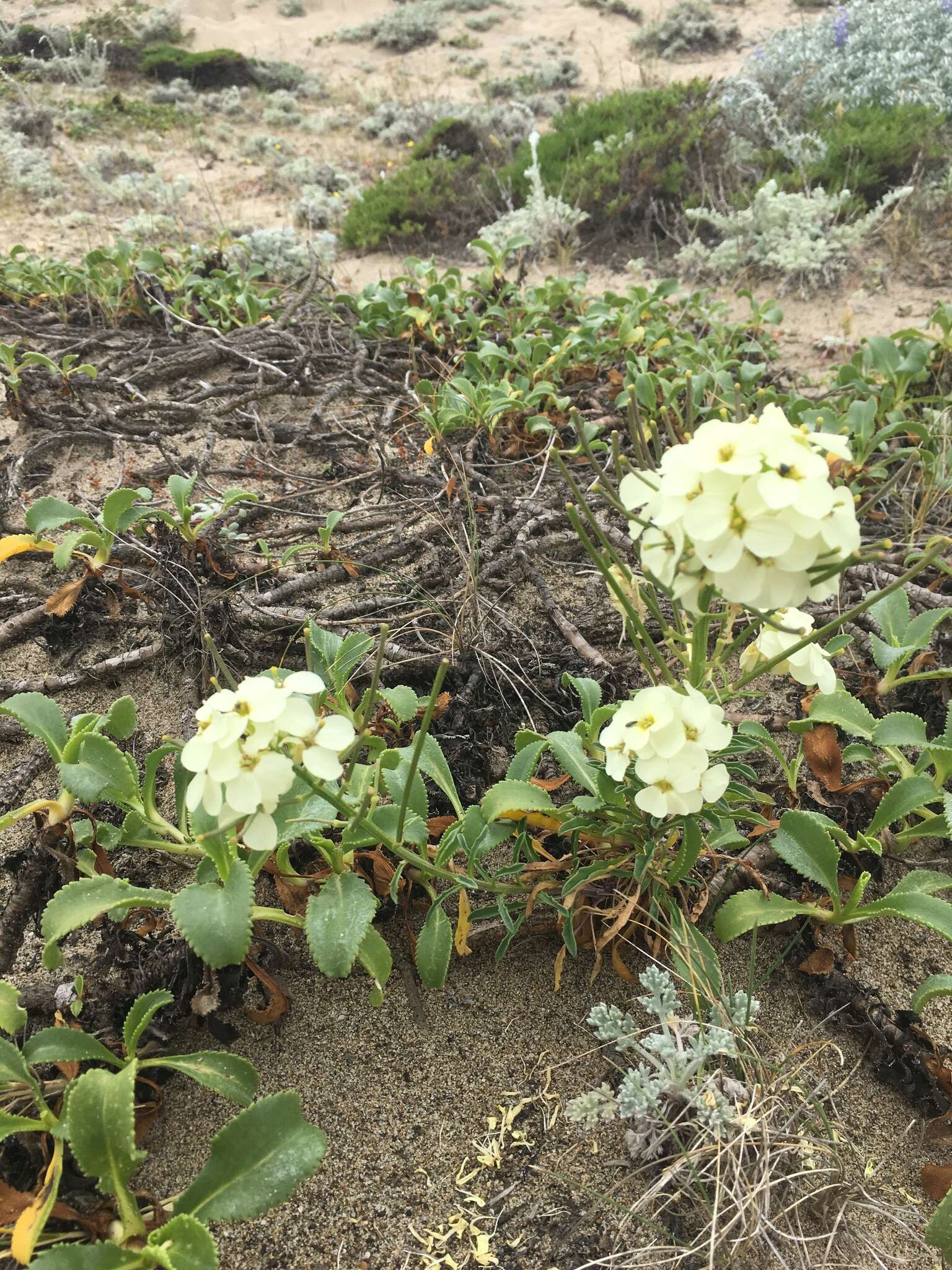 Image of Erysimum concinnum Eastw.