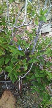 Image of Salvia cuspidata Ruiz & Pav.