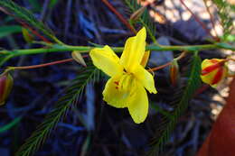 Image of Chamaecrista lateriticola (R. Vig.) Du Puy