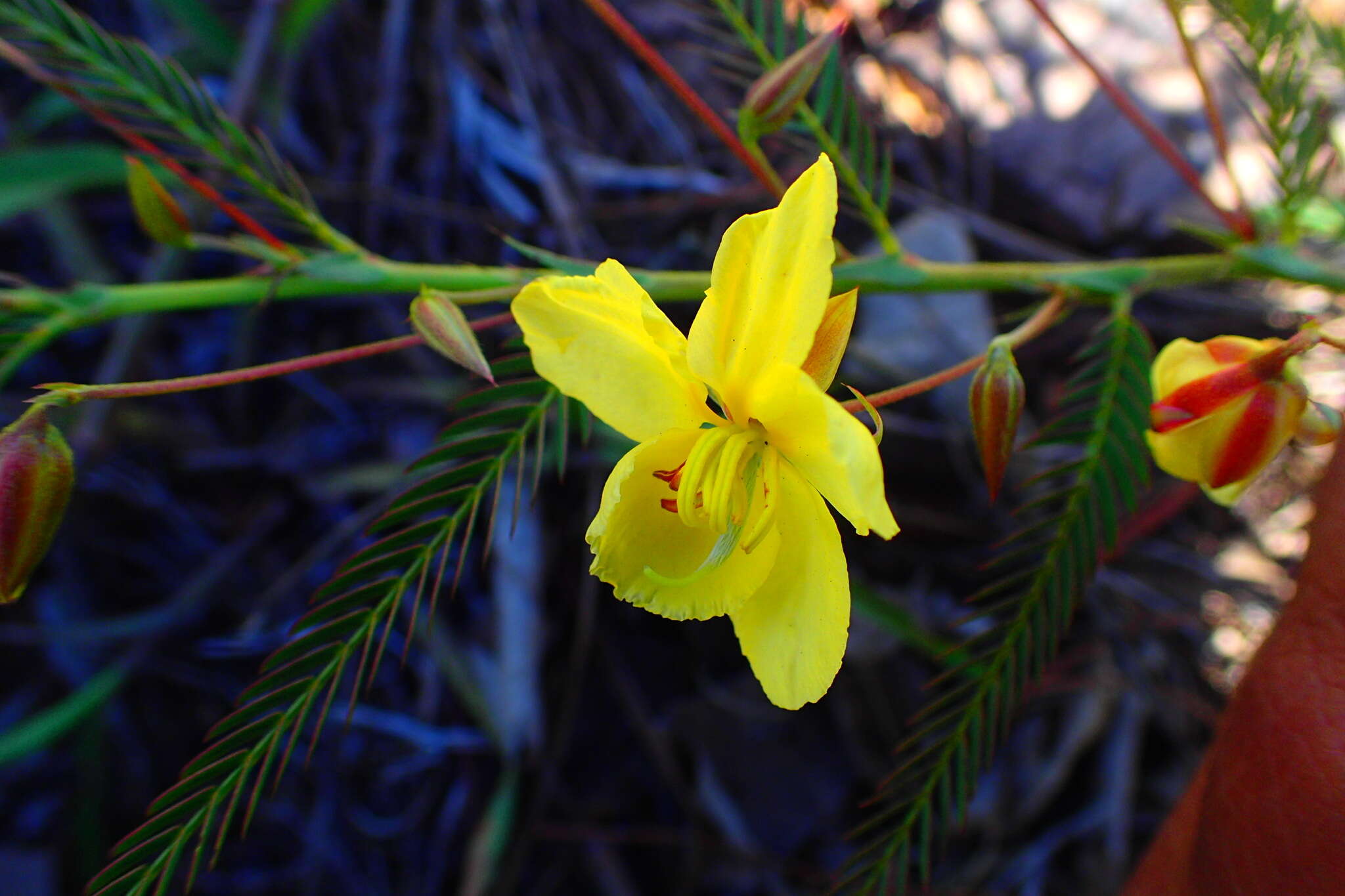 Image of Chamaecrista lateriticola (R. Vig.) Du Puy