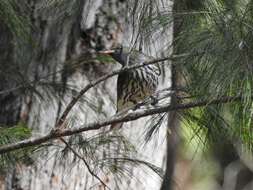 Image of Olive-backed Oriole