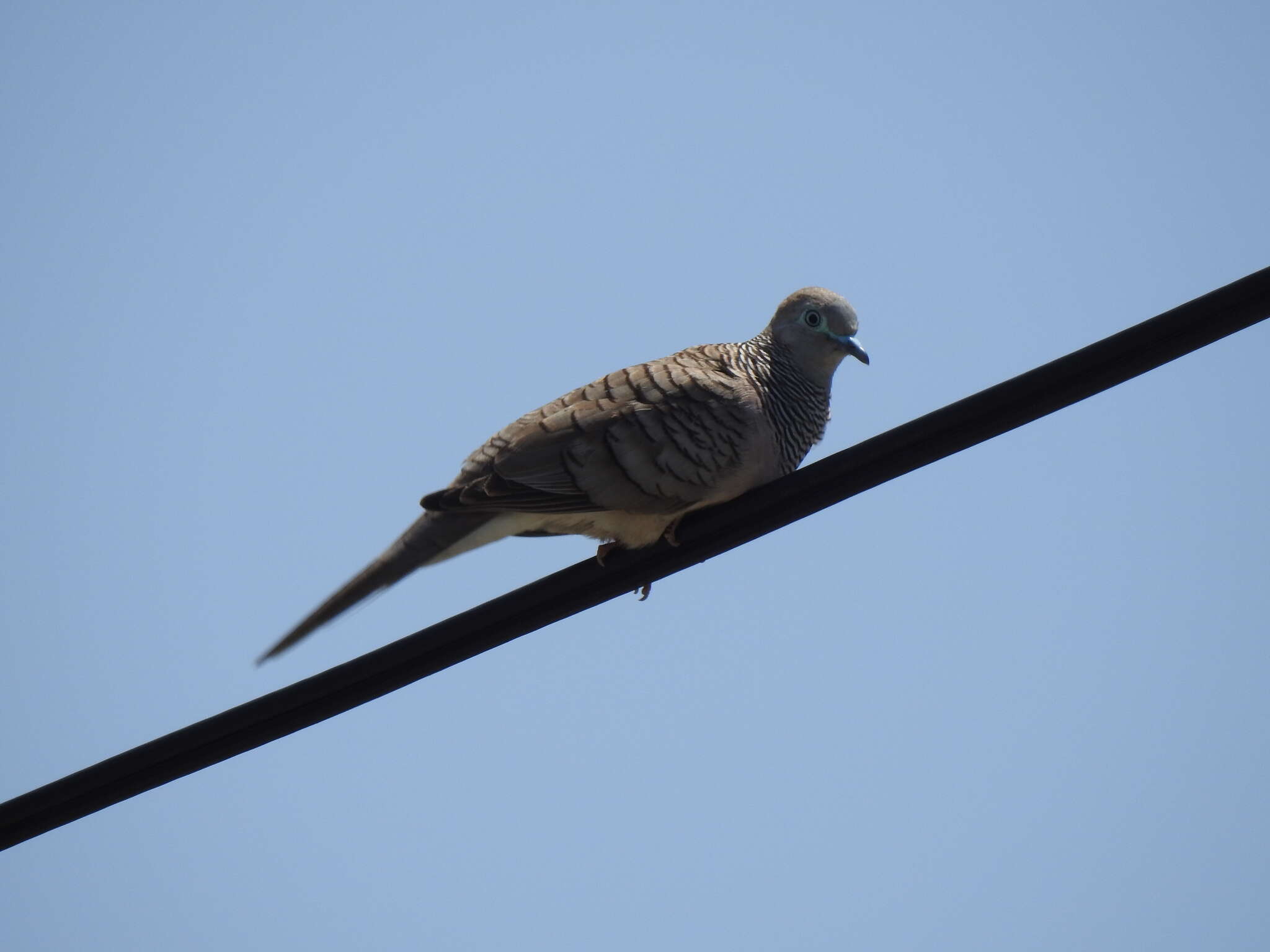 Image of Peaceful Dove