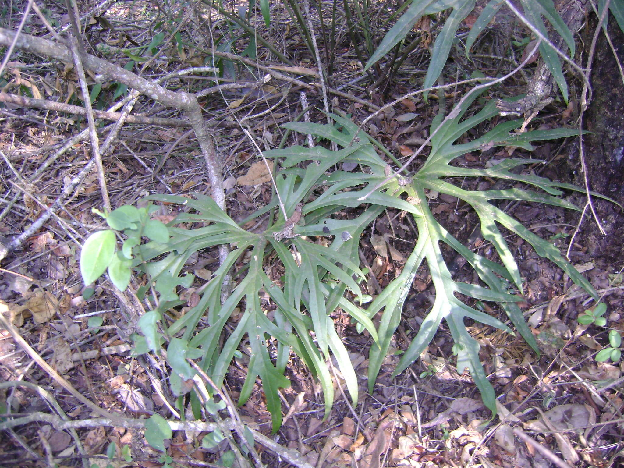 Image of Anthurium podophyllum (Cham. & Schltdl.) Kunth