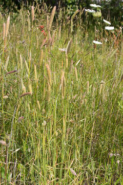 Plancia ëd Phalaris coerulescens Desf.