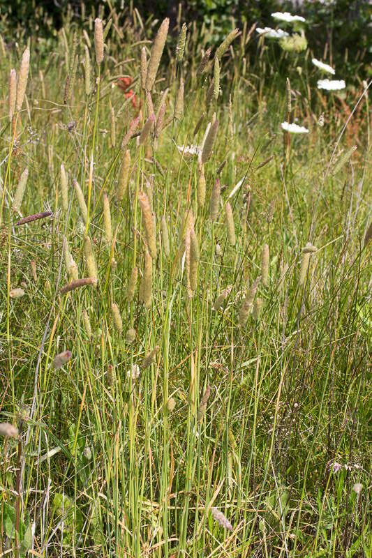 Image of sunolgrass