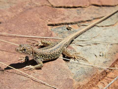 Plancia ëd Pedioplanis laticeps (Smith 1849)