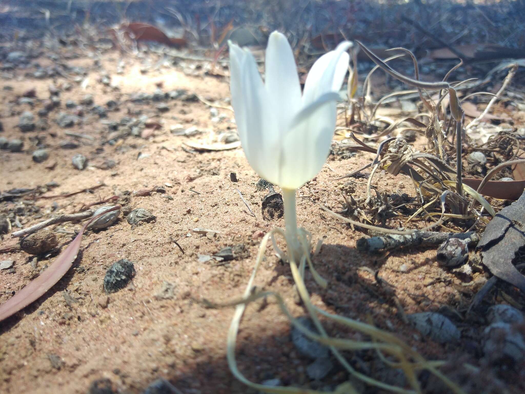 Image of Gethyllis campanulata L. Bolus