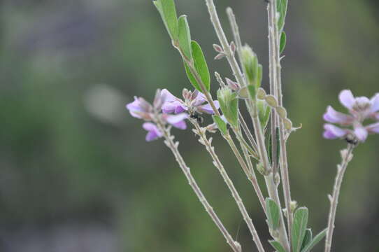 Imagem de Desmodium cuneatum Hook. & Arn.