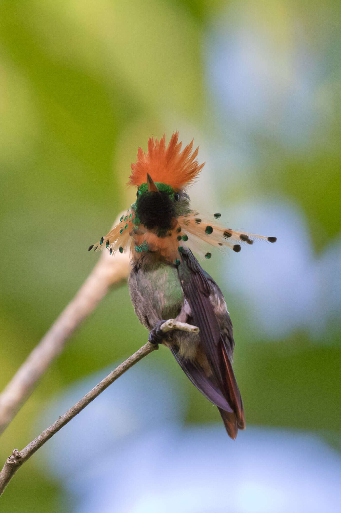 Lophornis ornatus (Boddaert 1783) resmi