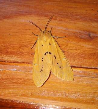 Image of Spilosoma obliqua Walker 1855