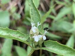 Plancia ëd Guardiola arguta (A. Gray) Robinson