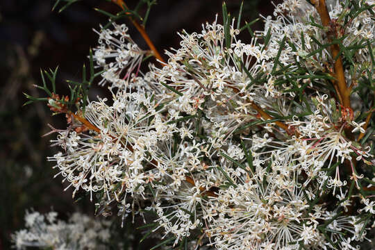 Image of Hakea lissocarpha R. Br.