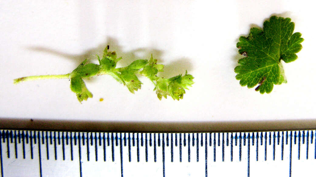 صورة Alchemilla capensis Thunb.