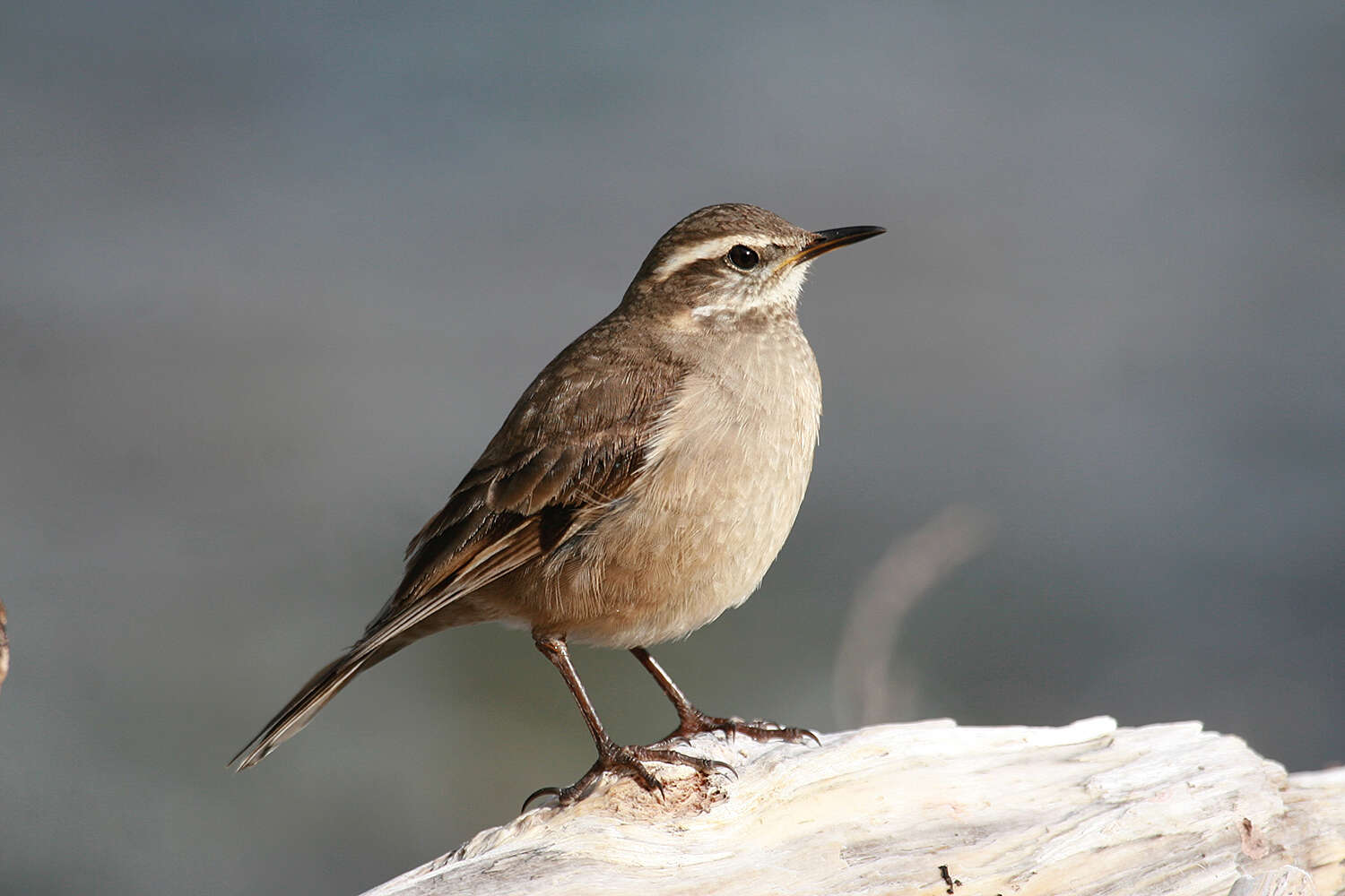 Image of Bar-winged cinclodes