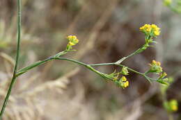 Bupleurum brachiatum C. Koch ex Boiss. resmi