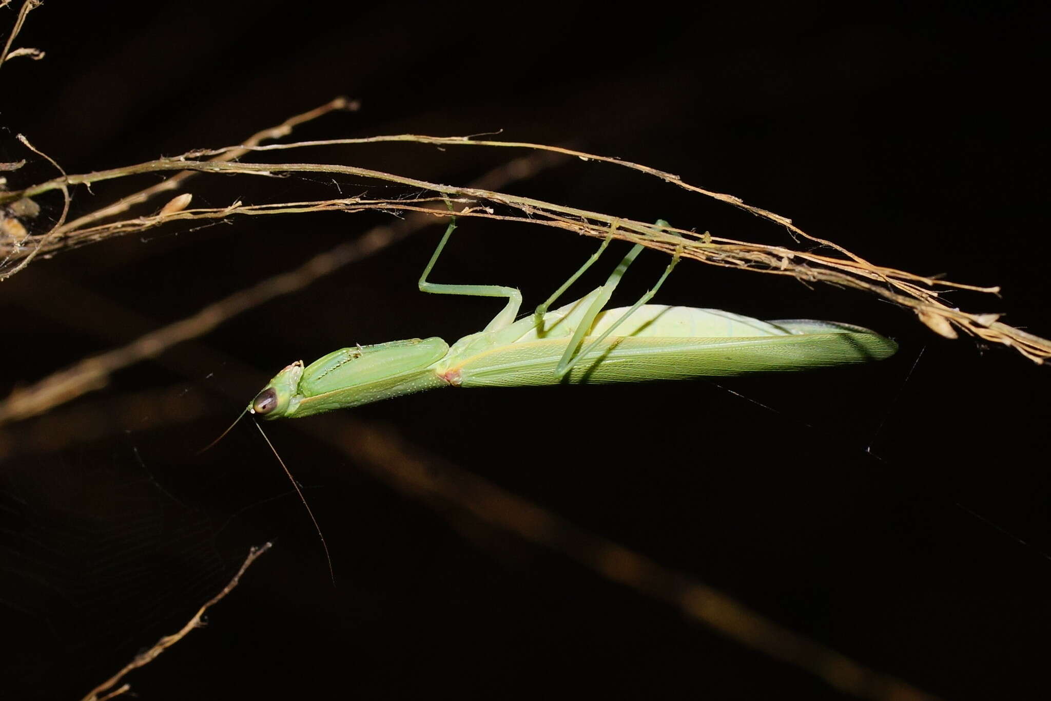 Imagem de Orthodera gracilis Giglio-Tos 1917