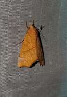 Image of Yellow Scallop Moth