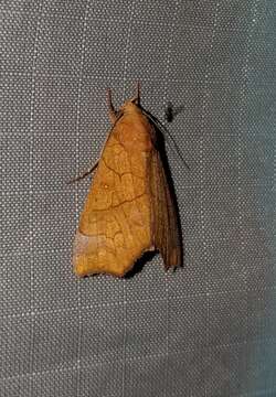 Image of Yellow Scallop Moth