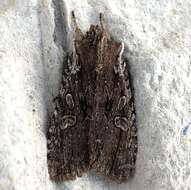 Image of Immigrant Pinion