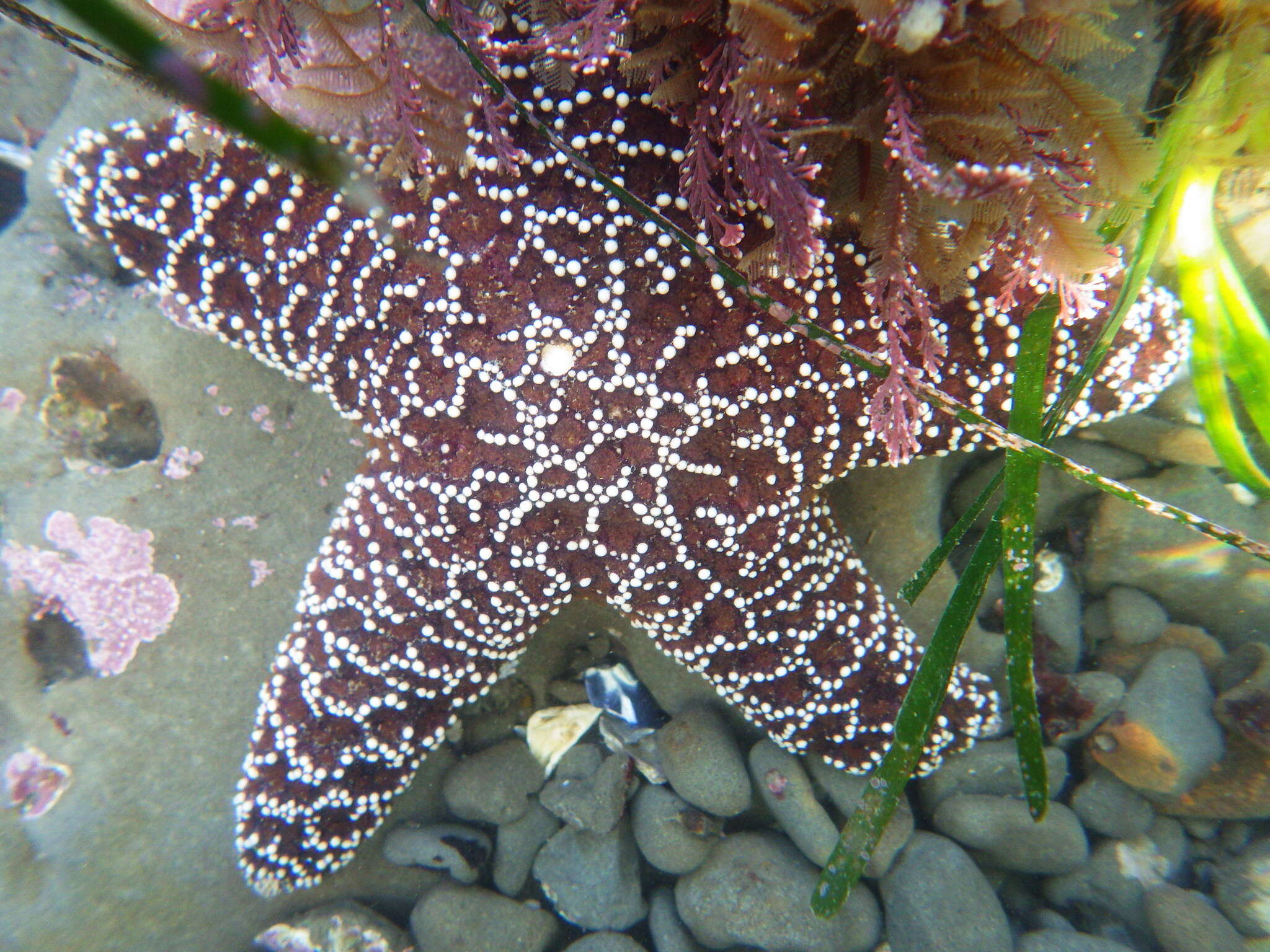 Image of ochre sea star