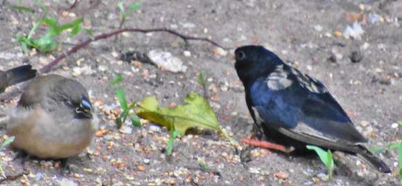 Image of Dusky Indigobird