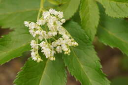 Image of White Elderberry