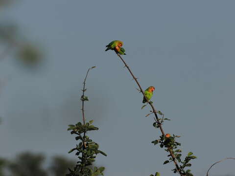 Image of Lilian's Lovebird