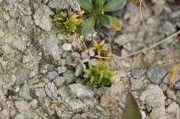 Image of Myosotis colensoi (Kirk) Macbr.