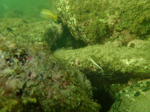 Image of Caribbean Sharpnose-puffer