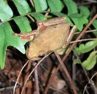 Imagem de Dendropsophus columbianus (Boettger 1892)