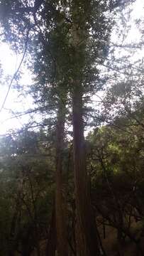 Image of bigcone Douglas-fir