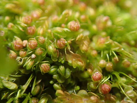 Image of Solenostoma rubrum (Gottsche ex Underw.) R. M. Schust.