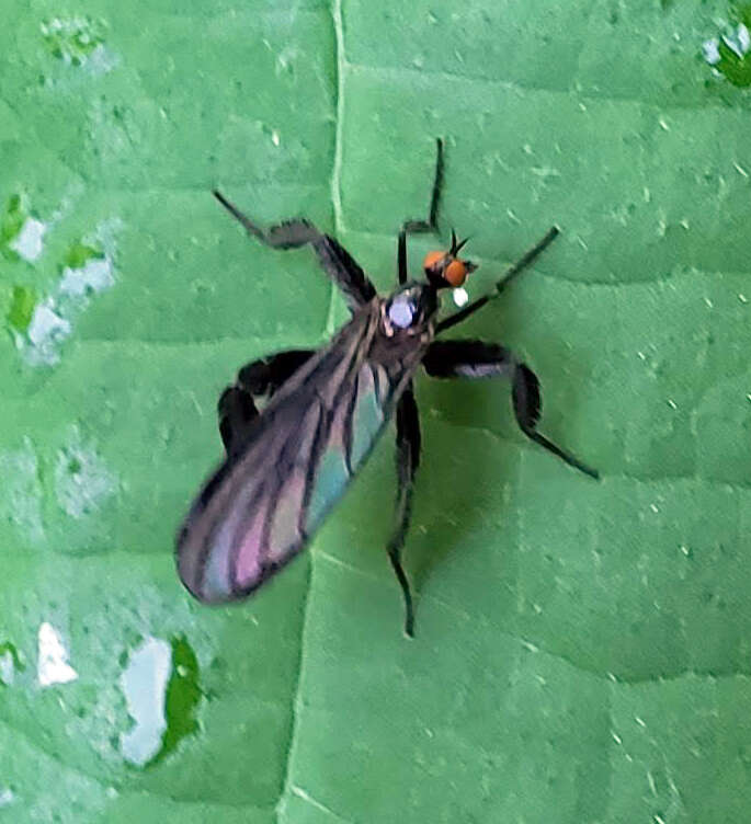 Image of Long-tailed Dance Fly