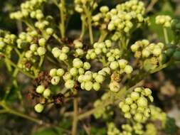 Image of Parthenium fruticosum Less.