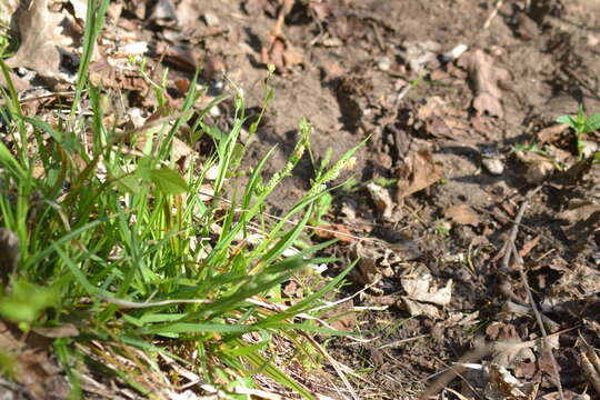 Image of eastern woodland sedge