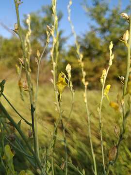 Image de Linaria genistifolia (L.) Mill.